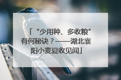 “少用种、多收粮”有何秘诀？——湖北襄阳小麦夏收见闻