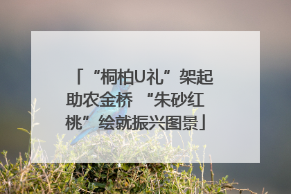 “桐柏U礼”架起助农金桥 “朱砂红桃”绘就振兴图景