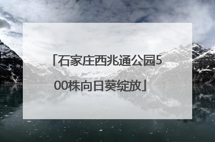 石家庄西兆通公园500株向日葵绽放