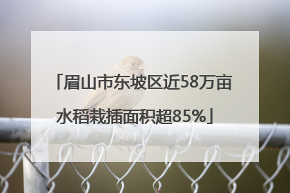 眉山市东坡区近58万亩水稻栽插面积超85%