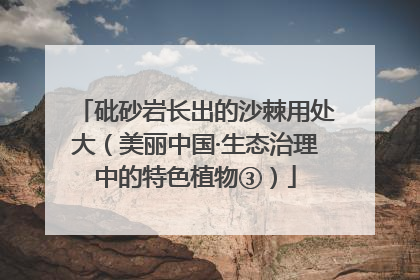 砒砂岩长出的沙棘用处大（美丽中国·生态治理中的特色植物③）