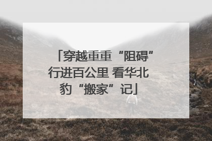 穿越重重“阻碍”行进百公里 看华北豹“搬家”记