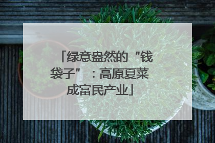 绿意盎然的“钱袋子”：高原夏菜成富民产业