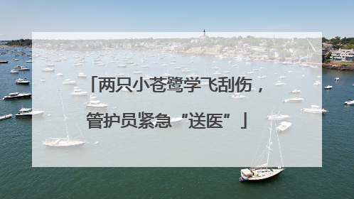 两只小苍鹭学飞刮伤，管护员紧急“送医”