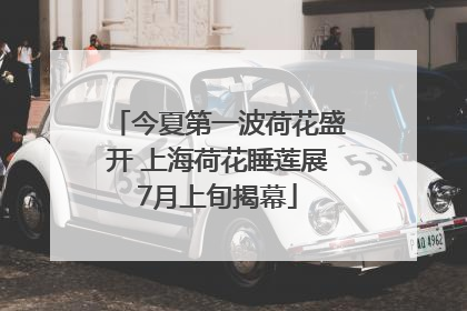 今夏第一波荷花盛开 上海荷花睡莲展7月上旬揭幕