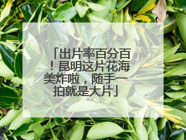 出片率百分百！昆明这片花海美炸啦，随手一拍就是大片