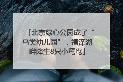 北京绿心公园成了“鸟类幼儿园”，福泽湖畔降生8只小鸳鸯