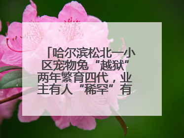哈尔滨松北一小区宠物兔“越狱”两年繁育四代，业主有人“稀罕”有人忧，专家提醒