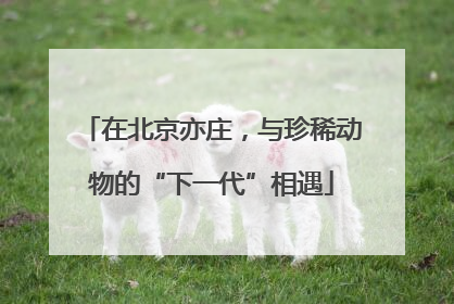 在北京亦庄，与珍稀动物的“下一代”相遇