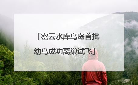 密云水库鸟岛首批幼鸟成功离巢试飞
