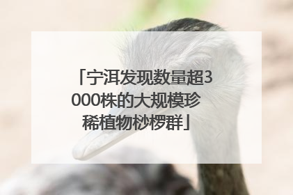 宁洱发现数量超3000株的大规模珍稀植物桫椤群
