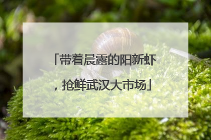 带着晨露的阳新虾，抢鲜武汉大市场