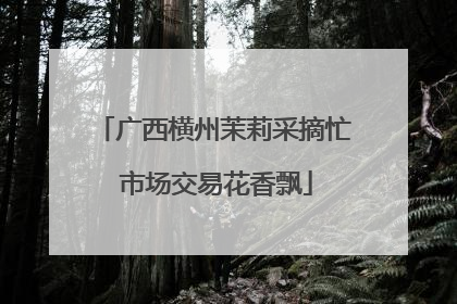 广西横州茉莉采摘忙 市场交易花香飘