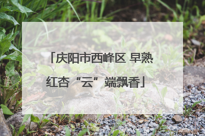 庆阳市西峰区 早熟红杏“云”端飘香