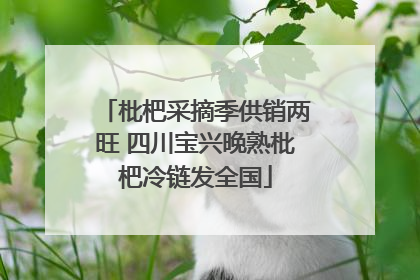 枇杷采摘季供销两旺 四川宝兴晚熟枇杷冷链发全国