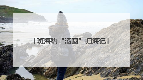 斑海豹“汤圆”归海记
