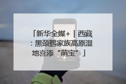 新华全媒+｜西藏：黑颈鹤家族高原湿地喜添“萌宝”
