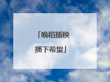 晚稻插秧 播下希望