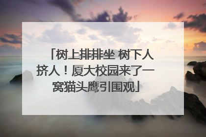 树上排排坐 树下人挤人！厦大校园来了一窝猫头鹰引围观