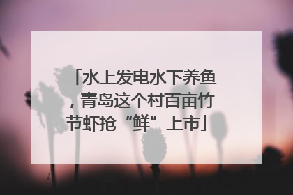 水上发电水下养鱼，青岛这个村百亩竹节虾抢“鲜”上市