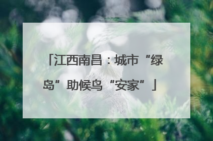 江西南昌：城市“绿岛”助候鸟“安家”