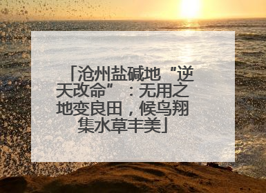 沧州盐碱地“逆天改命”：无用之地变良田，候鸟翔集水草丰美
