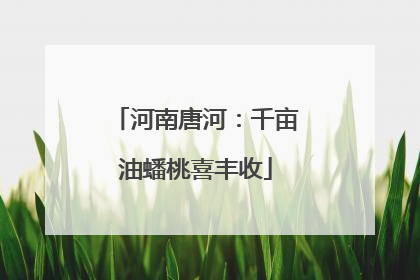 河南唐河：千亩油蟠桃喜丰收
