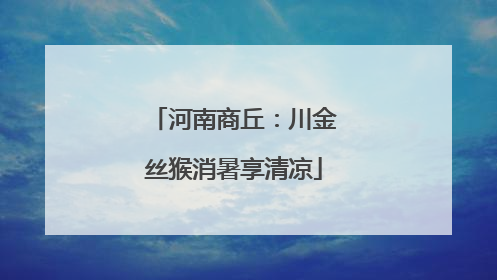 河南商丘：川金丝猴消暑享清凉