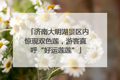 济南大明湖景区内惊现双色莲，游客直呼“好运莲莲”