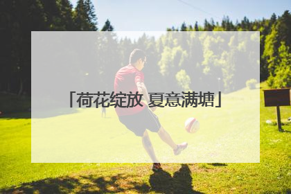 荷花绽放 夏意满塘
