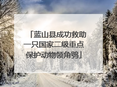 蓝山县成功救助一只国家二级重点保护动物领角鸮