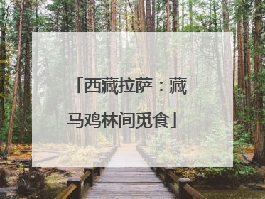 西藏拉萨：藏马鸡林间觅食