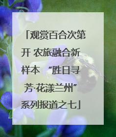 观赏百合次第开 农旅融合新样本 “胜日寻芳·花漾兰州”系列报道之七