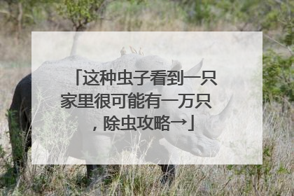 这种虫子看到一只家里很可能有一万只，除虫攻略→