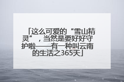 这么可爱的“雪山精灵”，当然是要好好守护啦——有一种叫云南的生活之365天