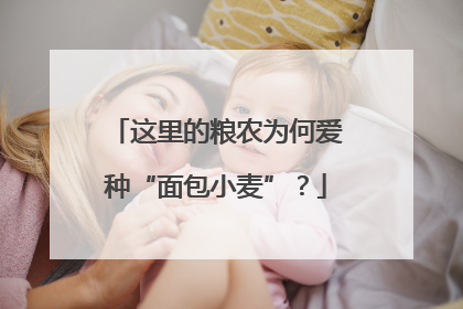 这里的粮农为何爱种“面包小麦”？