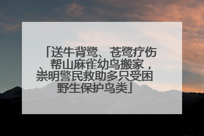 送牛背鹭、苍鹭疗伤、帮山麻雀幼鸟搬家，崇明警民救助多只受困野生保护鸟类