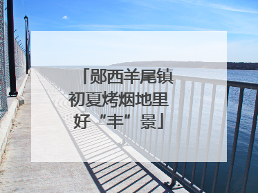 郧西羊尾镇初夏烤烟地里好“丰”景
