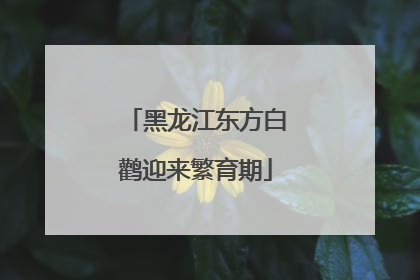 黑龙江东方白鹳迎来繁育期
