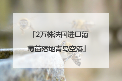 2万株法国进口葡萄苗落地青岛空港
