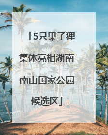 5只果子狸集体亮相湖南南山国家公园候选区