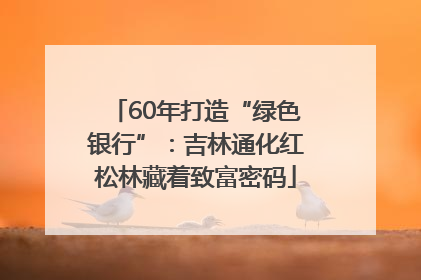 60年打造“绿色银行”：吉林通化红松林藏着致富密码